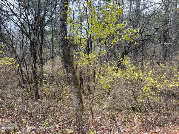 a view of a tree