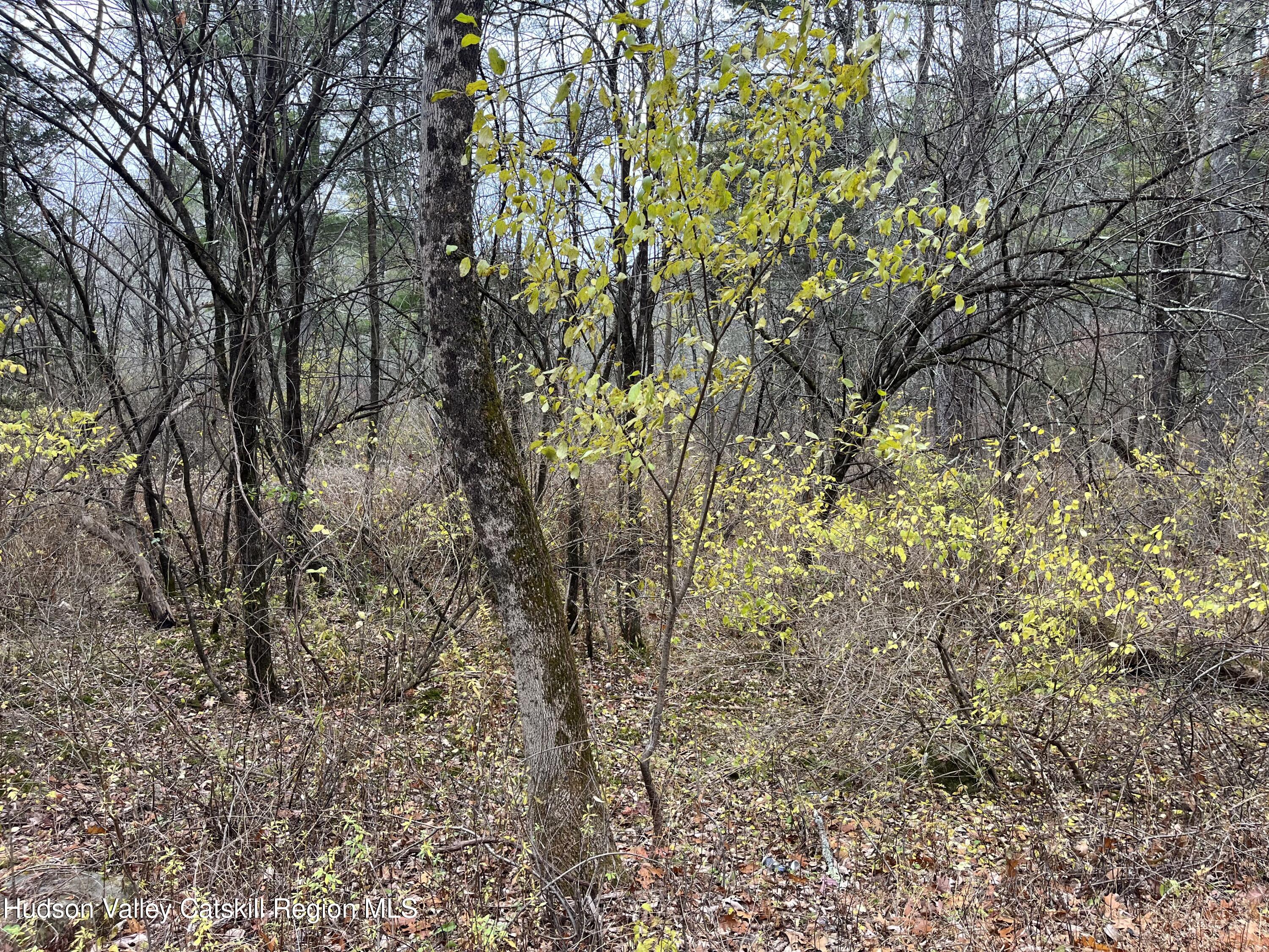 0 All Peat Beds Road Earlton, NY 12058 - Photo 6 of 8 a view of a tree
