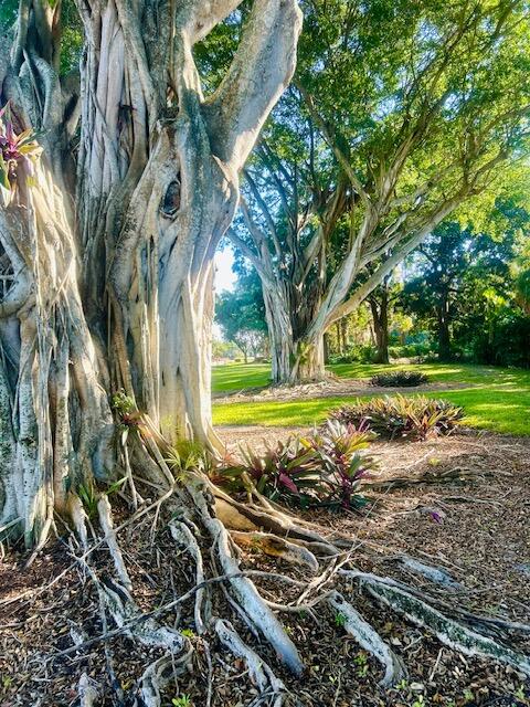 10238 Crosswind Road Boca Raton, FL 33498 - Photo 40 of 42 a view of a yard with plants and trees