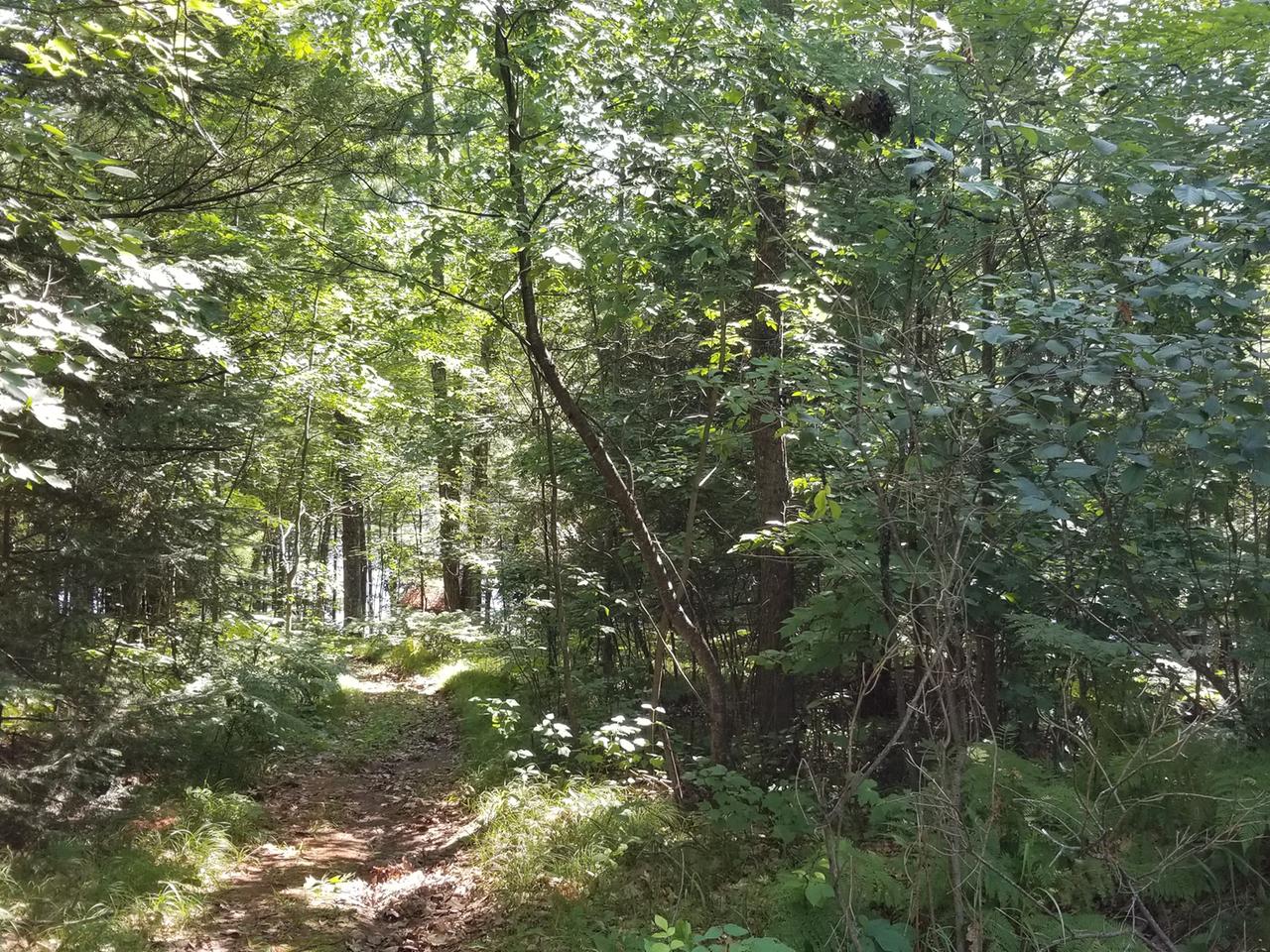 Off Horsehead Lake Road Harshaw, WI 54529 - Photo 7 of 10 Gallery Image 7