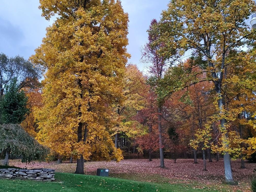 370 Braddock Road Farmington, PA 15437 - Photo 35 of 46 front view of a house with a tree