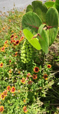 $699,900 | 5 Willow Drive, St. Augustine, FL 32080