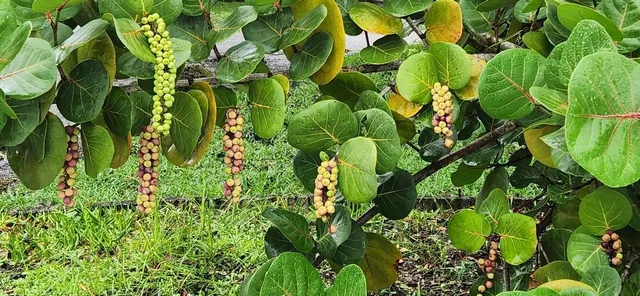 $734,900 | 5 Willow Drive, St. Augustine, FL 32080