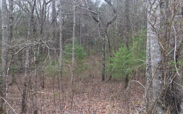 Watson Road Epworth, GA 30541 - Photo 1 of 1 Main View