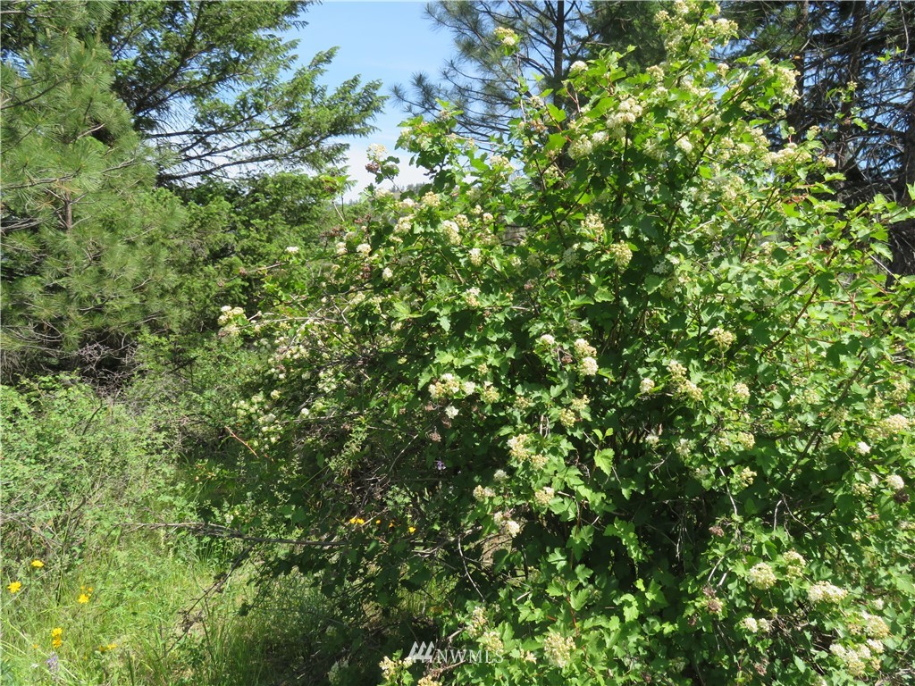 2 Boulder Creek Road Curlew, WA 99118 - Photo 11 of 20 Gallery Image 11