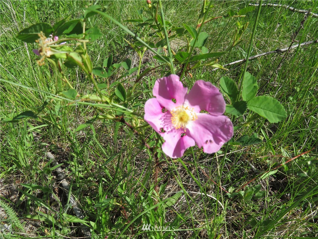 2 Boulder Creek Road Curlew, WA 99118 - Photo 13 of 20 Gallery Image 13