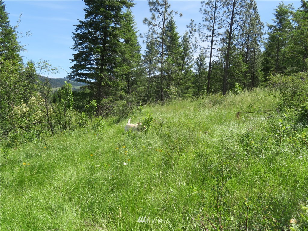 2 Boulder Creek Road Curlew, WA 99118 - Photo 16 of 20 Gallery Image 16