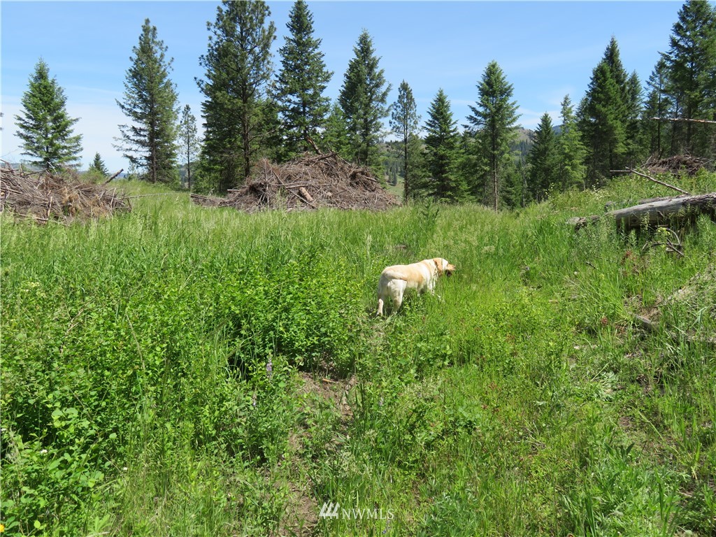 2 Boulder Creek Road Curlew, WA 99118 - Photo 4 of 20 Gallery Image 4
