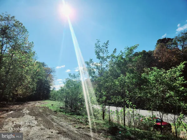 a view of a pathway of a garden