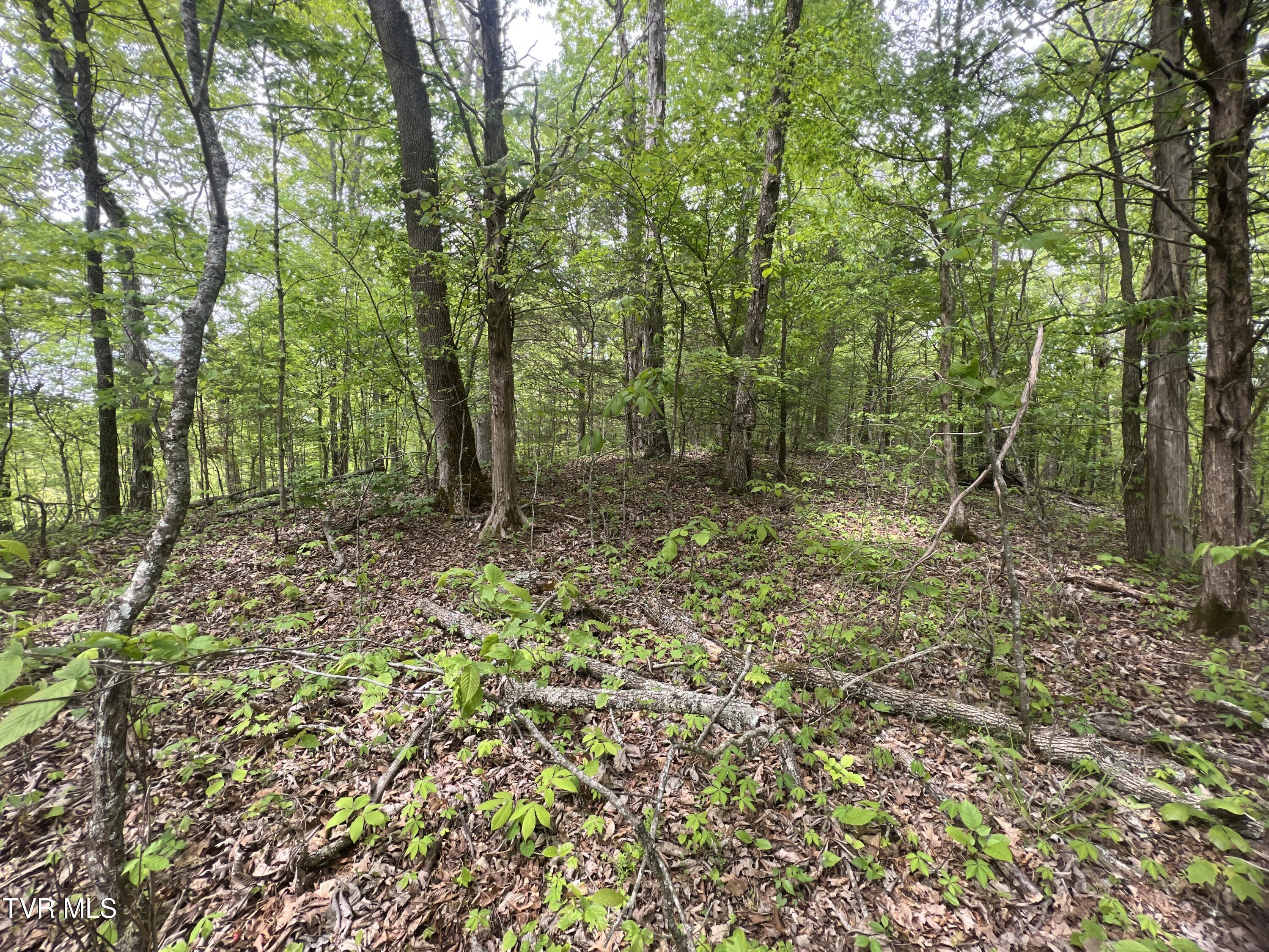 3050 Shackleford Road, Unit P/O Mosheim, TN 37818 - Photo 46 of 79 _Pic48 (20)