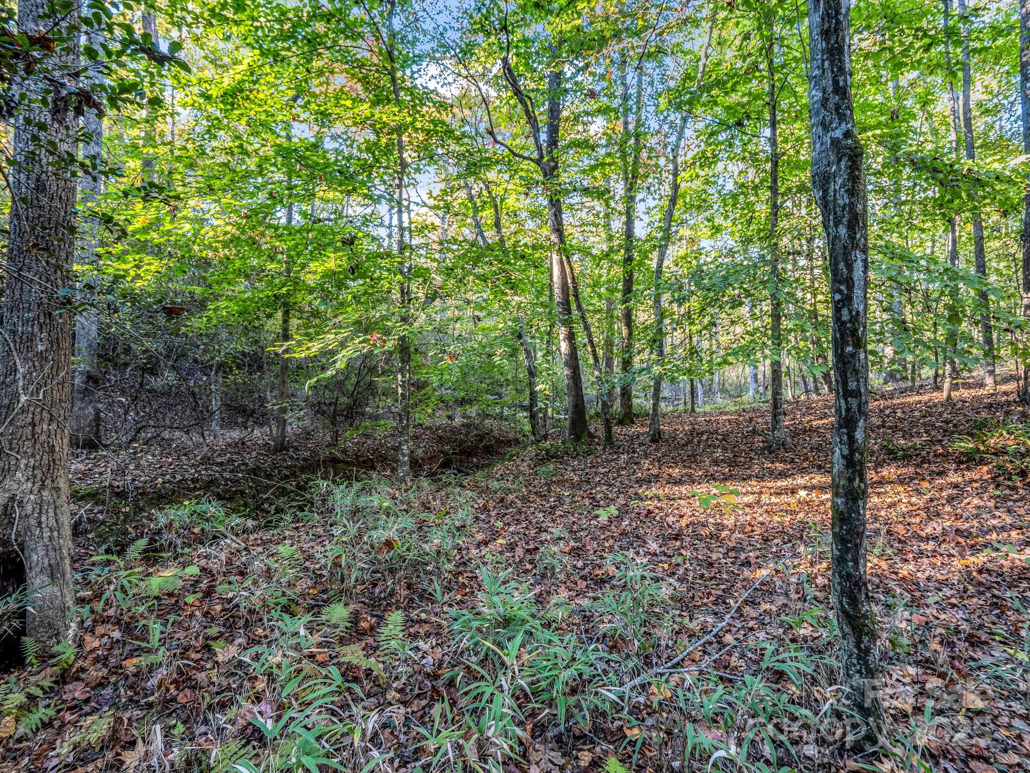 663 Landrum Road Columbus, NC 28722 - Photo 27 of 40 a view of a forest with trees