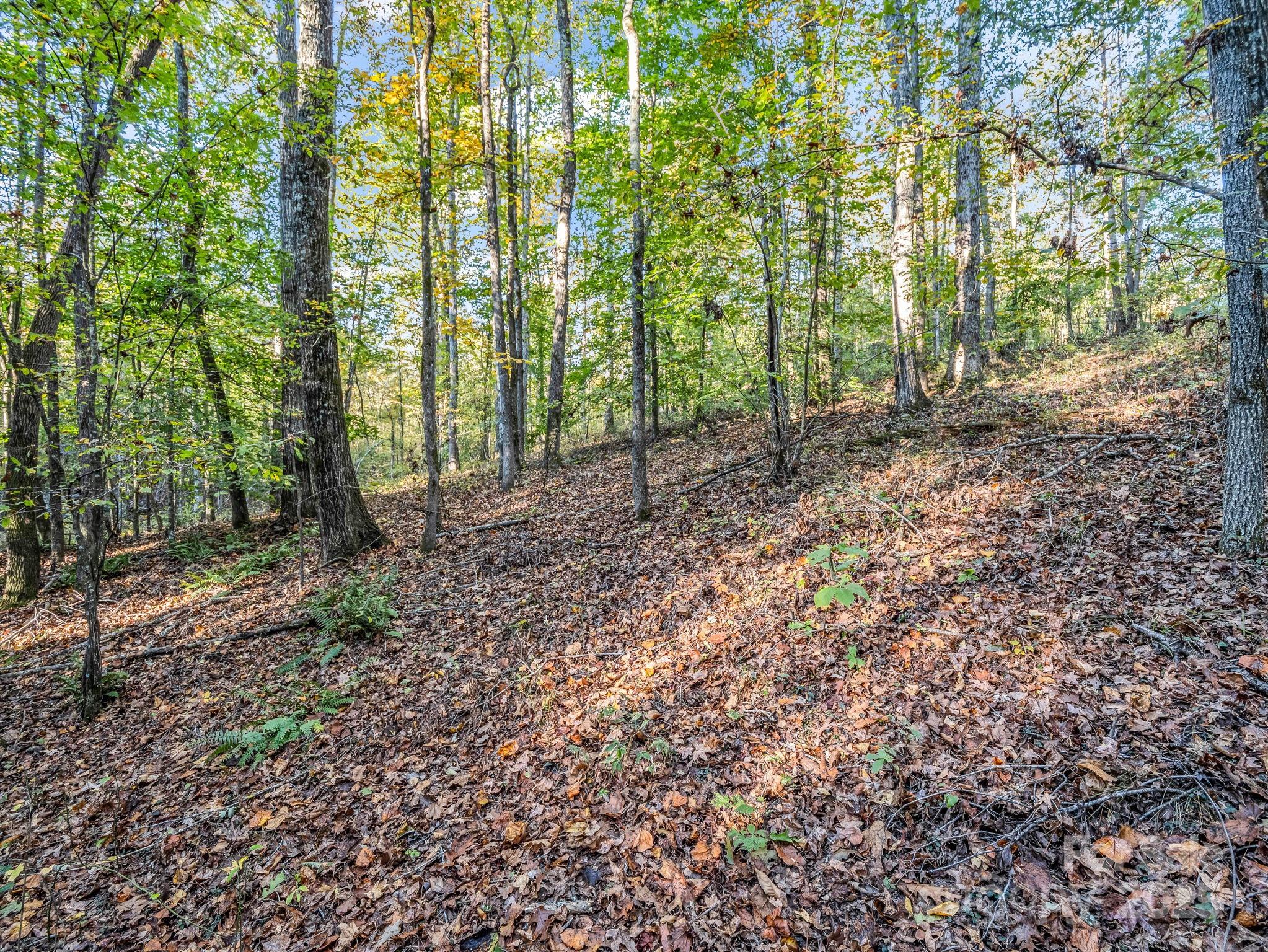 663 Landrum Road Columbus, NC 28722 - Photo 28 of 40 a view of outdoor space and green space