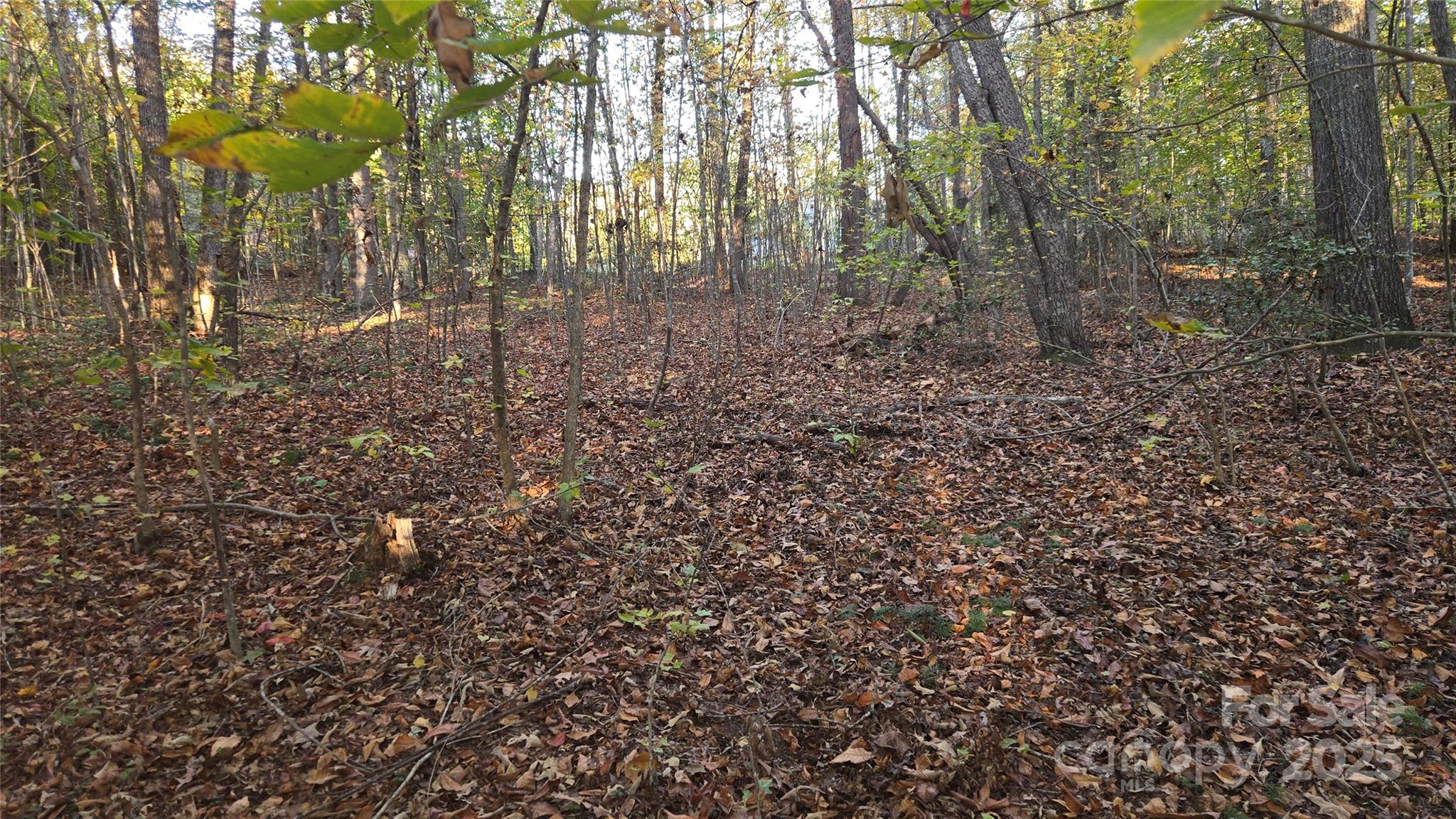 663 Landrum Road Columbus, NC 28722 - Photo 29 of 40 a view of a forest with trees