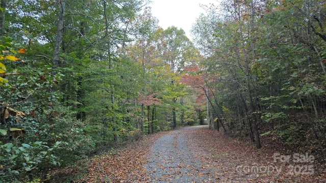a view of a forest with trees in the background