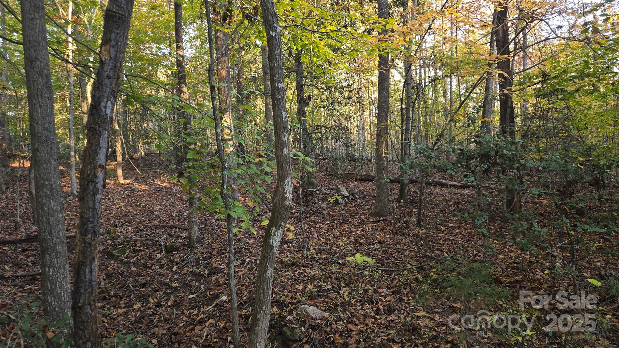 663 Landrum Road Columbus, NC 28722 - Photo 35 of 40 a view of a forest with trees