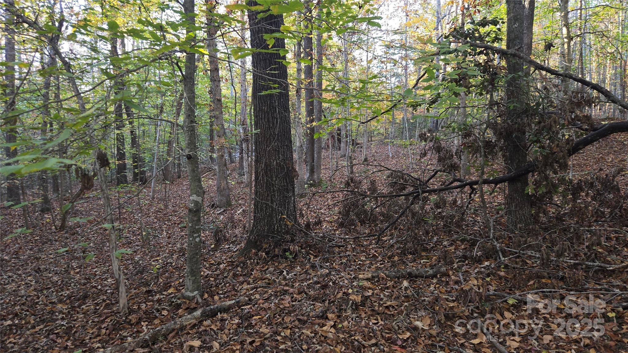 663 Landrum Road Columbus, NC 28722 - Photo 36 of 40 a view of a forest with trees