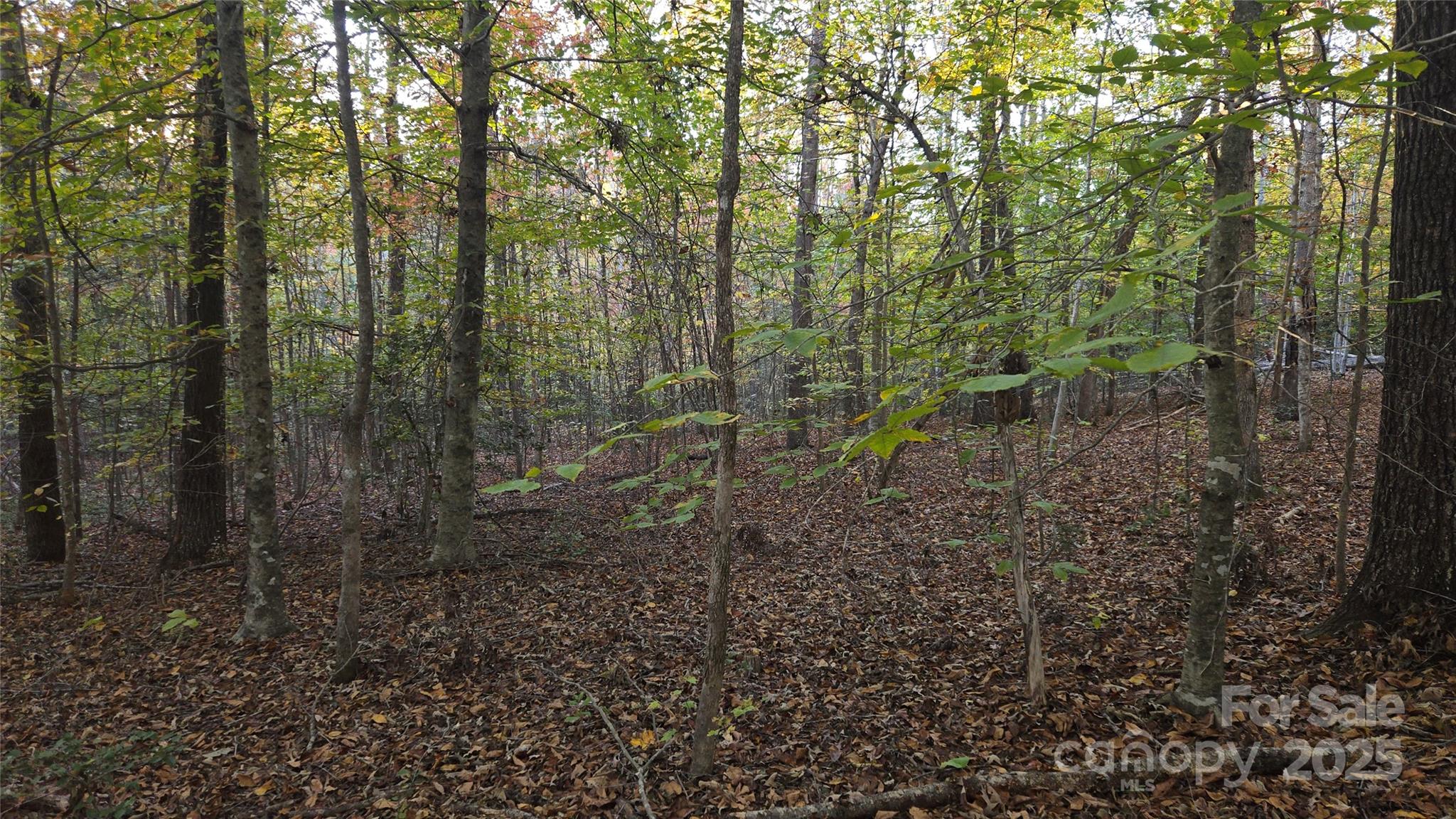 663 Landrum Road Columbus, NC 28722 - Photo 40 of 40 a view of a forest with lots of trees
