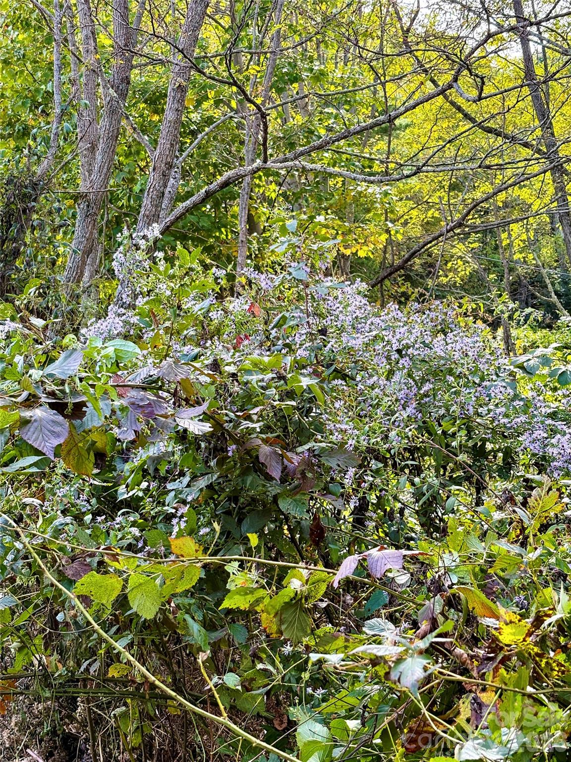 2 Turkey Trot Road Clyde, NC 28721 - Photo 20 of 48