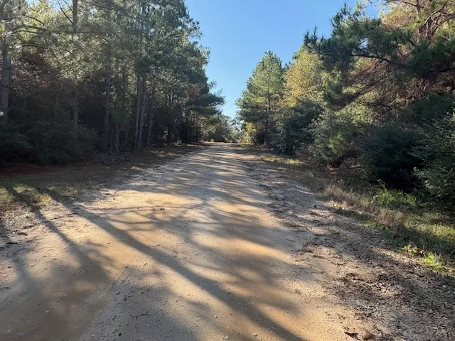 a view of a yard with trees