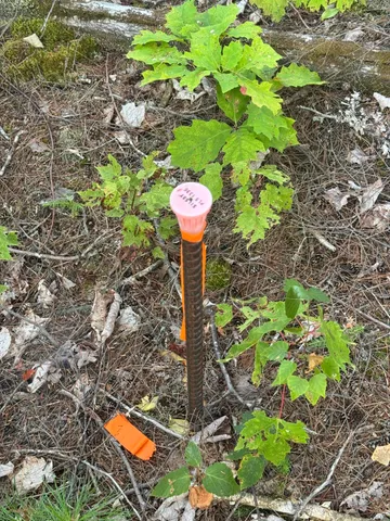 $85,000 | Lot 3 Little Pond Road, Aurora, ME 04408