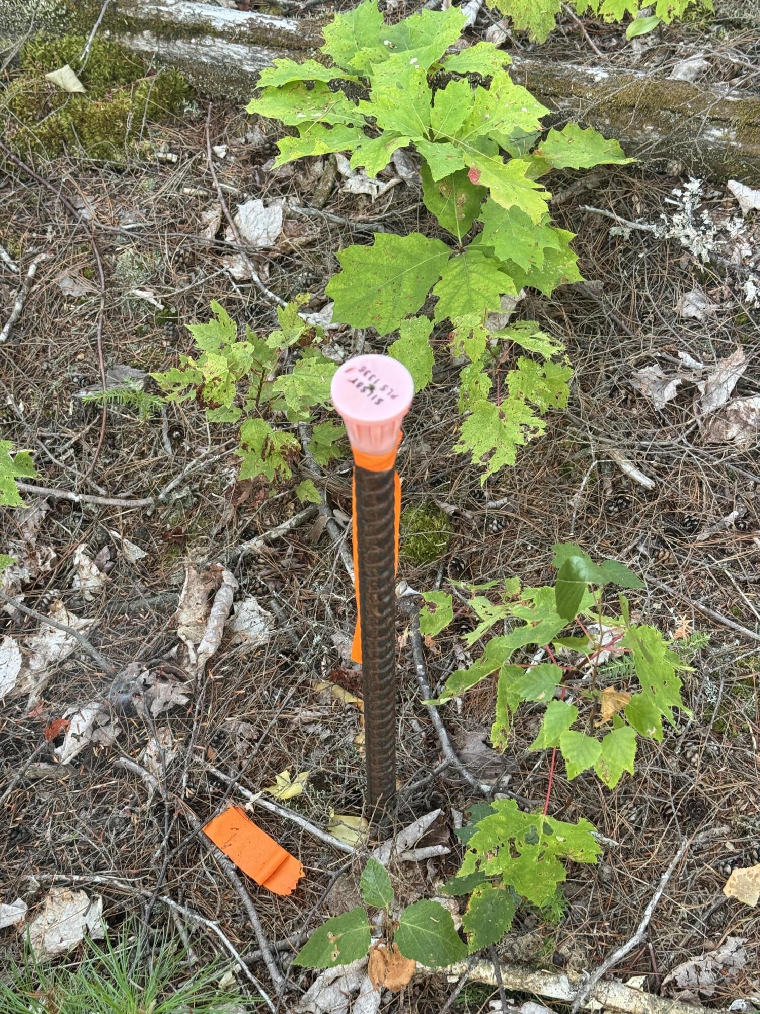 Lot 3 Little Pond Road Aurora, ME 04408 - Photo 6 of 11 20250813_223436570_iOS