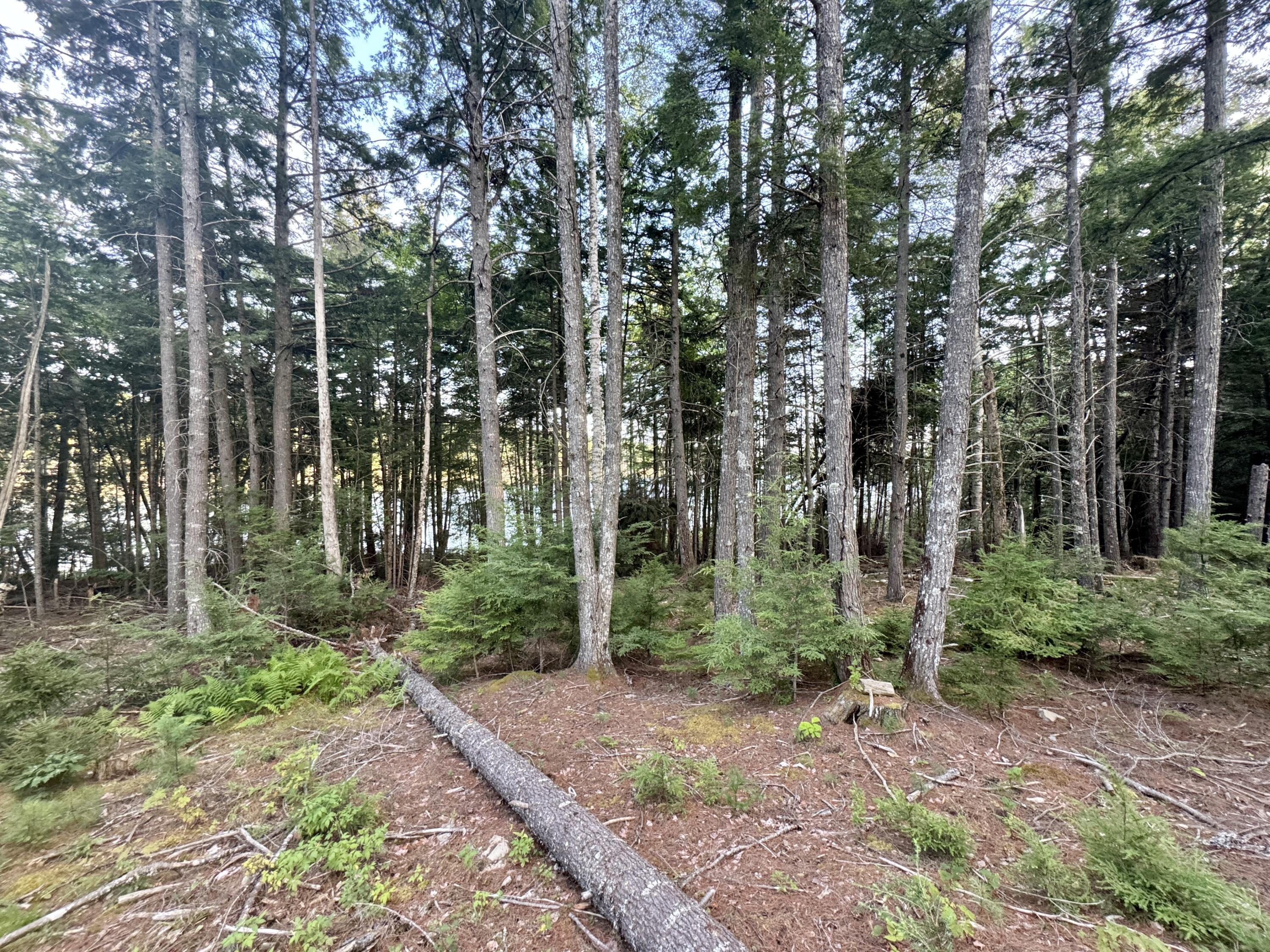 Lot 3 Little Pond Road Aurora, ME 04408 - Photo 10 of 11 20250813_224648263_iOS