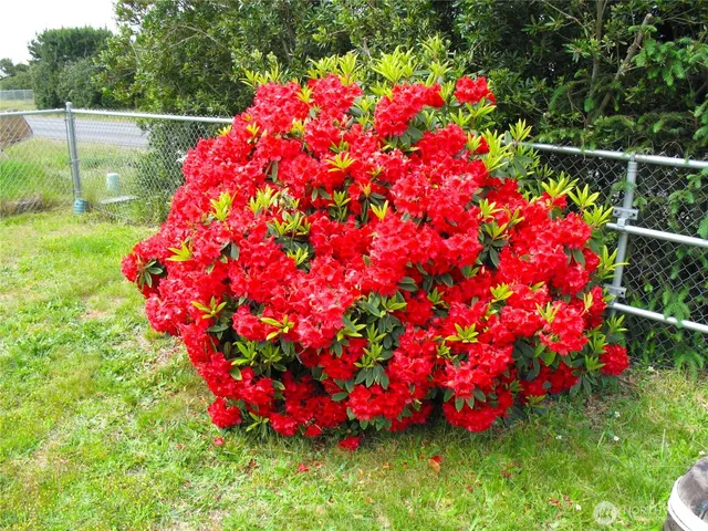 a view of a backyard with lawn chairs plants and large tree