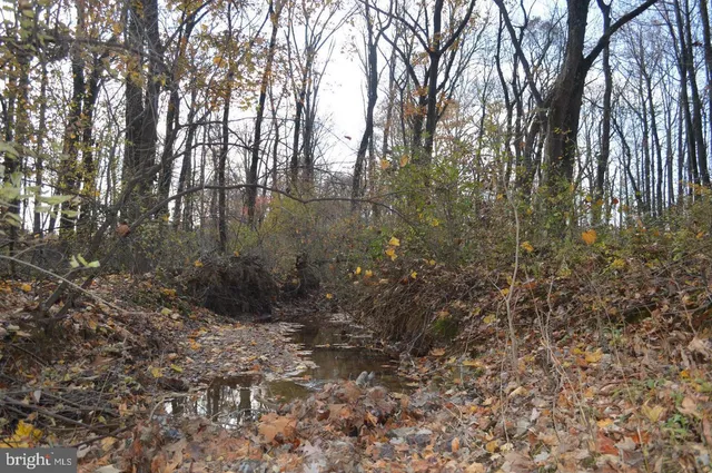 a view of a forest with a tree