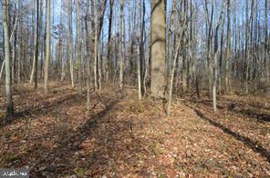 0 East Joppa Road Perry Hall, MD 21128 - Photo 5 of 5 a view of backyard with plants