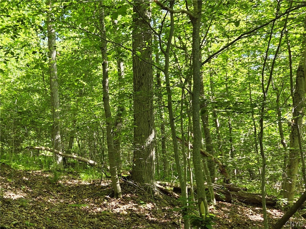 446 Nys Route Cuba, NY 14727 - Photo 17 of 47