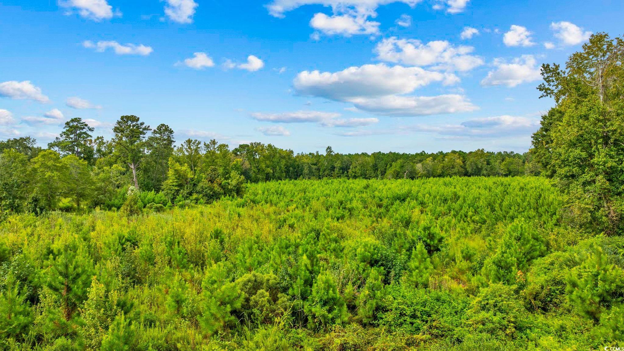 Tbd Carter Road Loris, SC 29569 - Photo 1 of 16