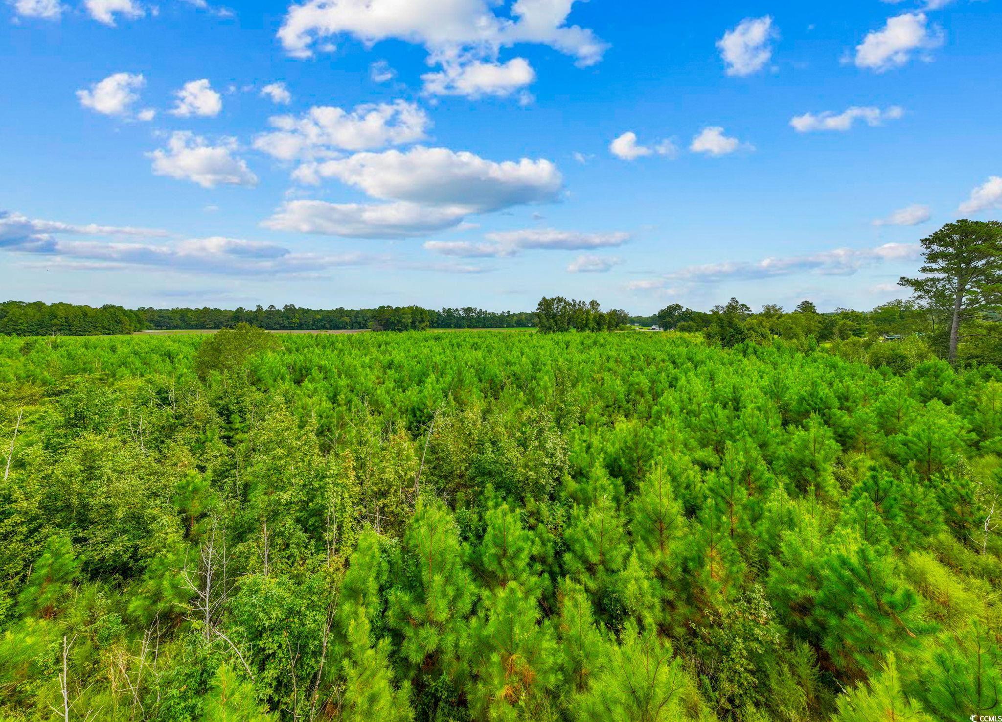 Tbd Carter Road Loris, SC 29569 - Photo 3 of 16