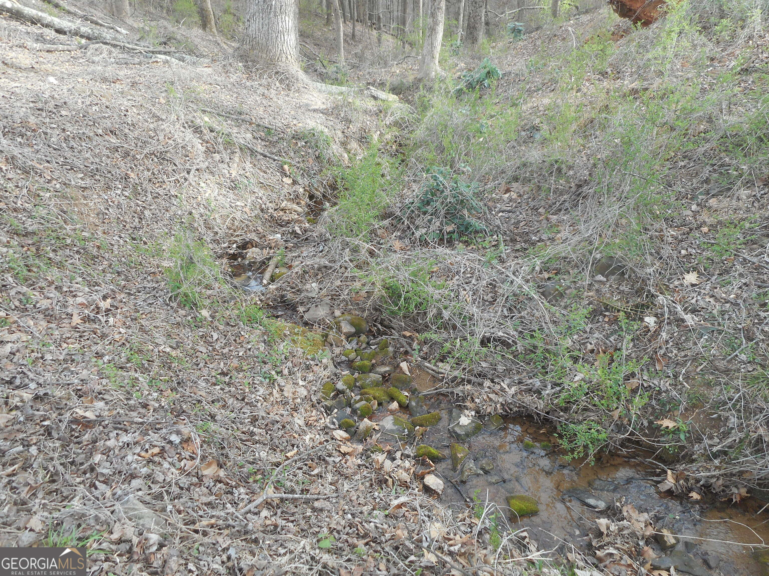 530 Grandview Avenue Mount Airy, GA 30563 - Photo 5 of 20 a view of a yard with a tree
