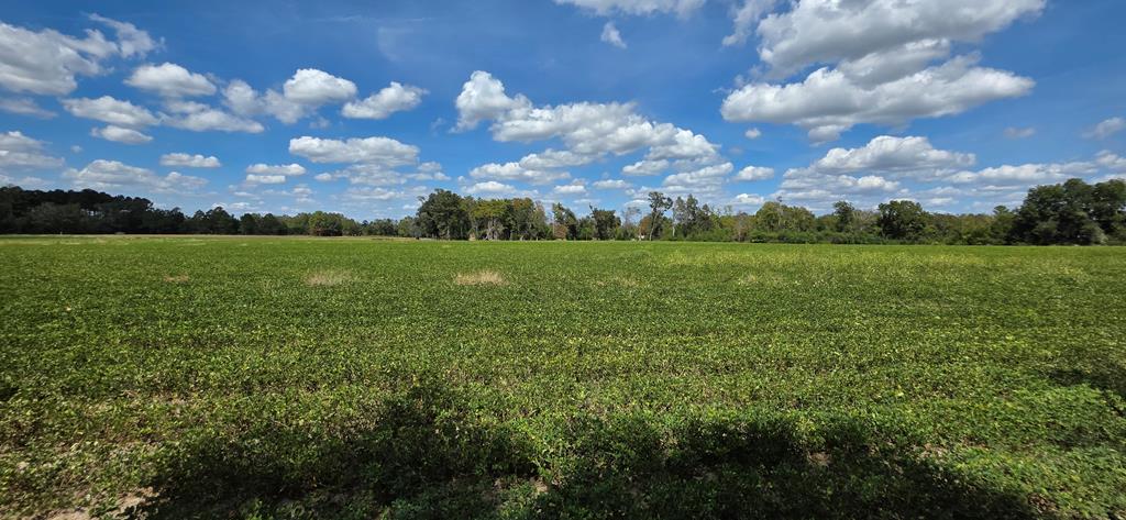5.8-acres Nobles Road Cottonwood, AL 36320 - Photo 13 of 29