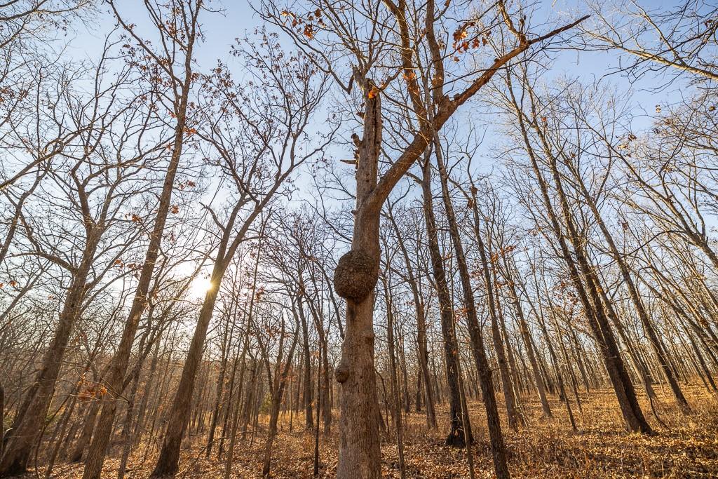 Waisner Avenue Edwards, MO 65326 - Photo 48 of 66