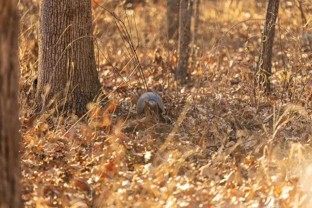 $641,875 | Waisner Avenue, Edwards, MO 65326