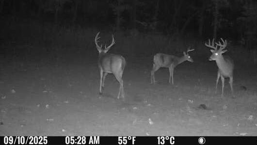 Waisner Avenue Edwards, MO 65326 - Photo 59 of 66