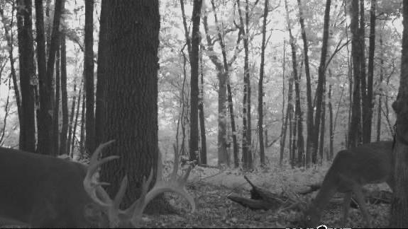 Waisner Avenue Edwards, MO 65326 - Photo 64 of 66