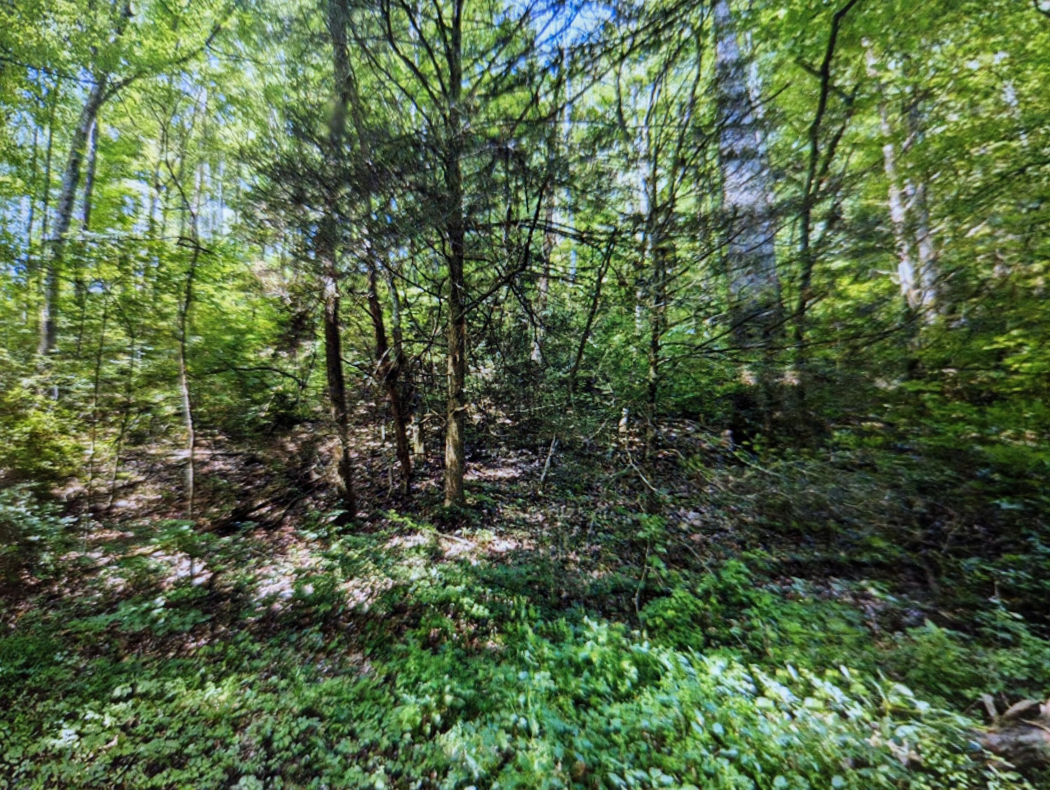 0 Bower Hollow Road Luttrell, TN 37779 - Photo 2 of 4 Gallery Image 2
