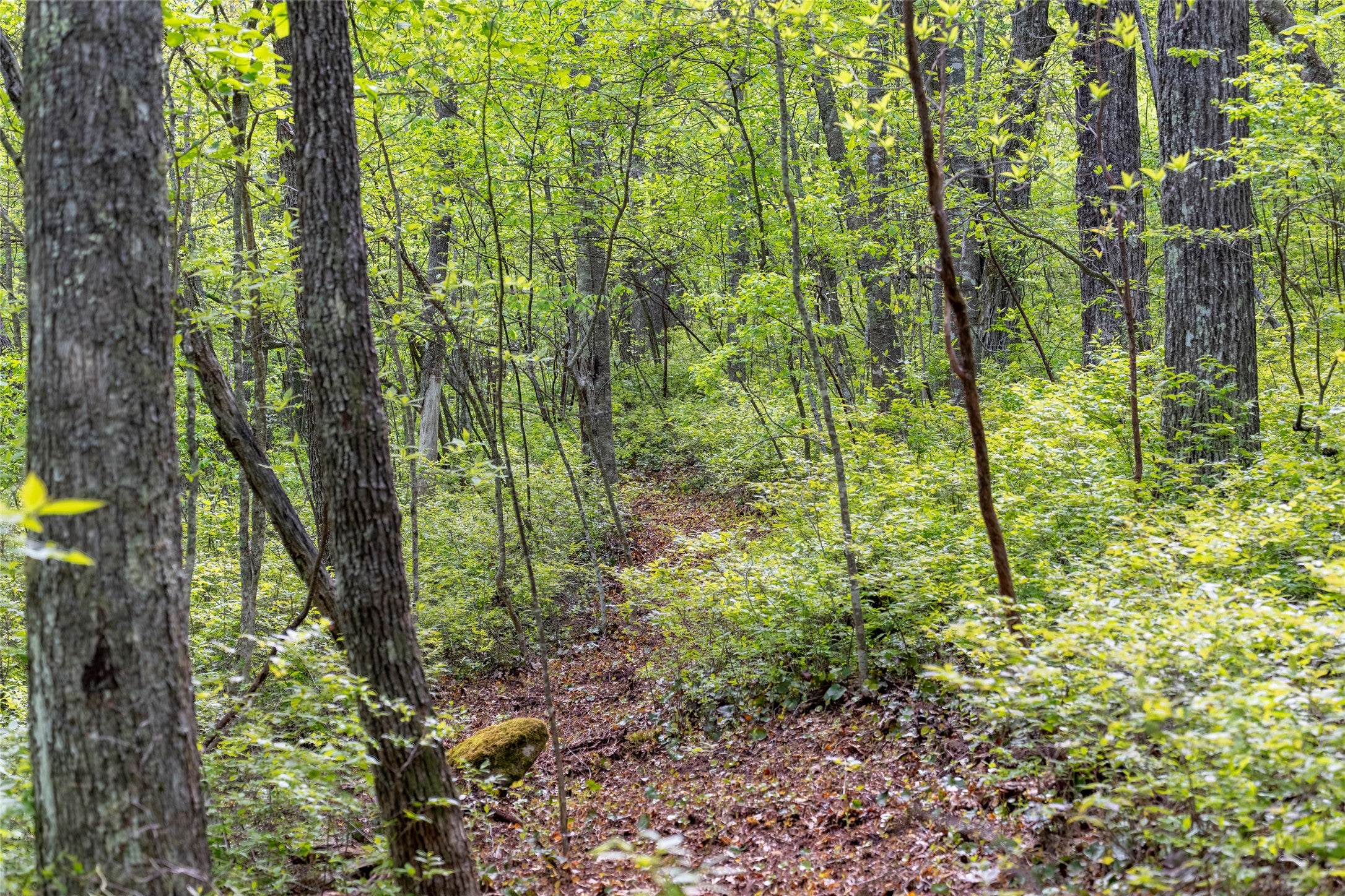 Tbd Tbd Long Ridge Road Lake Toxaway, NC 28747 - Photo 7 of 13 Gallery Image 7