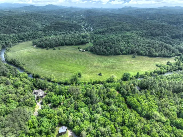 a view of a large trees with a plant