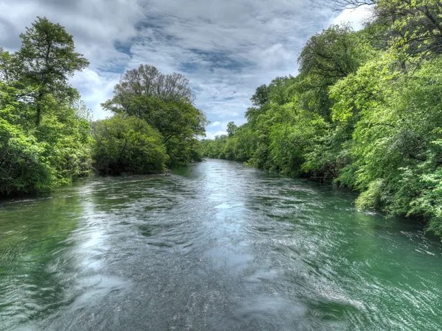 a view of a lush green space