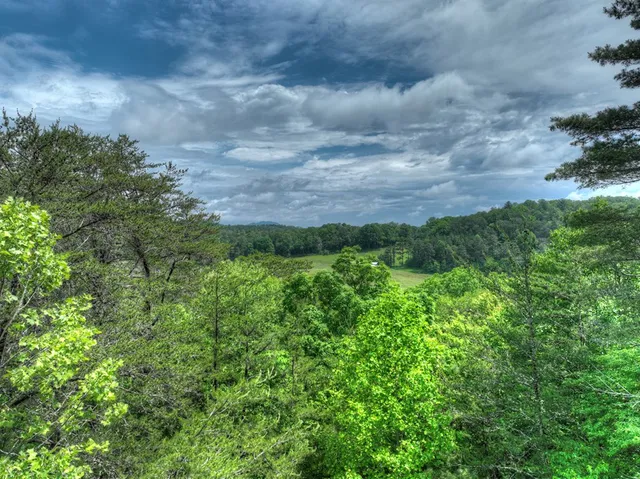 a view of a big yard with plants and large trees