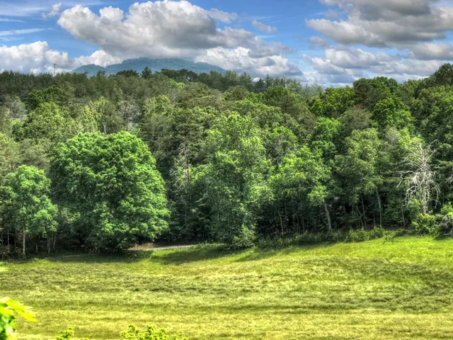 a view of a yard with plants and large trees