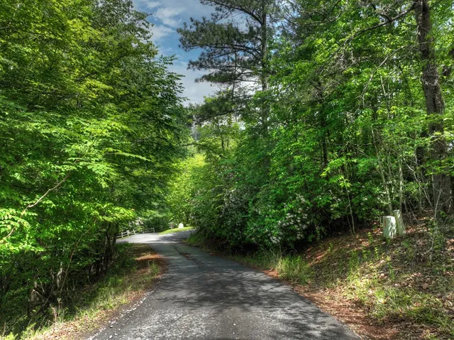 a view of a yard with plants and large trees