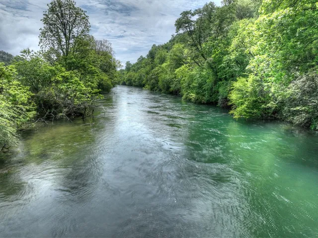 a view of a yard with plants and a trees