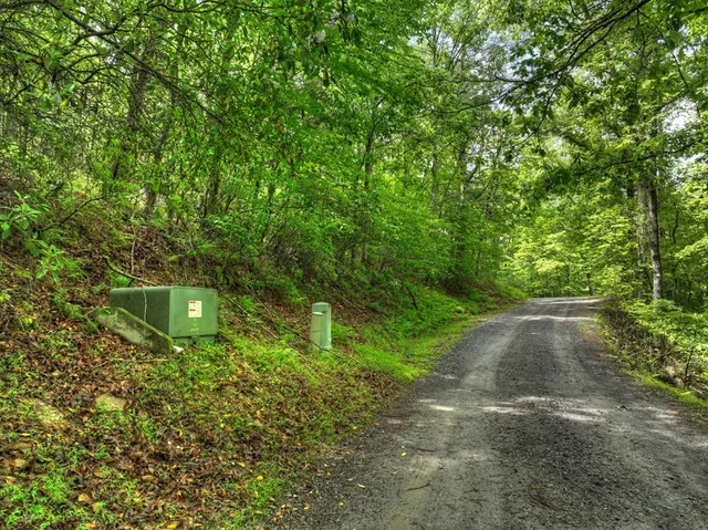 a view of a forest with trees in the background
