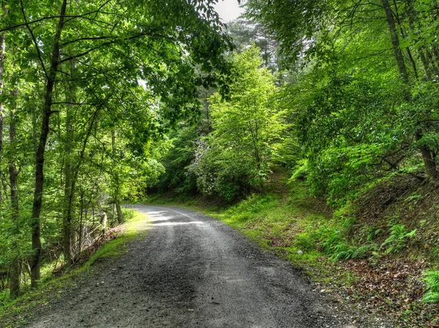a view of a yard with plants and a trees