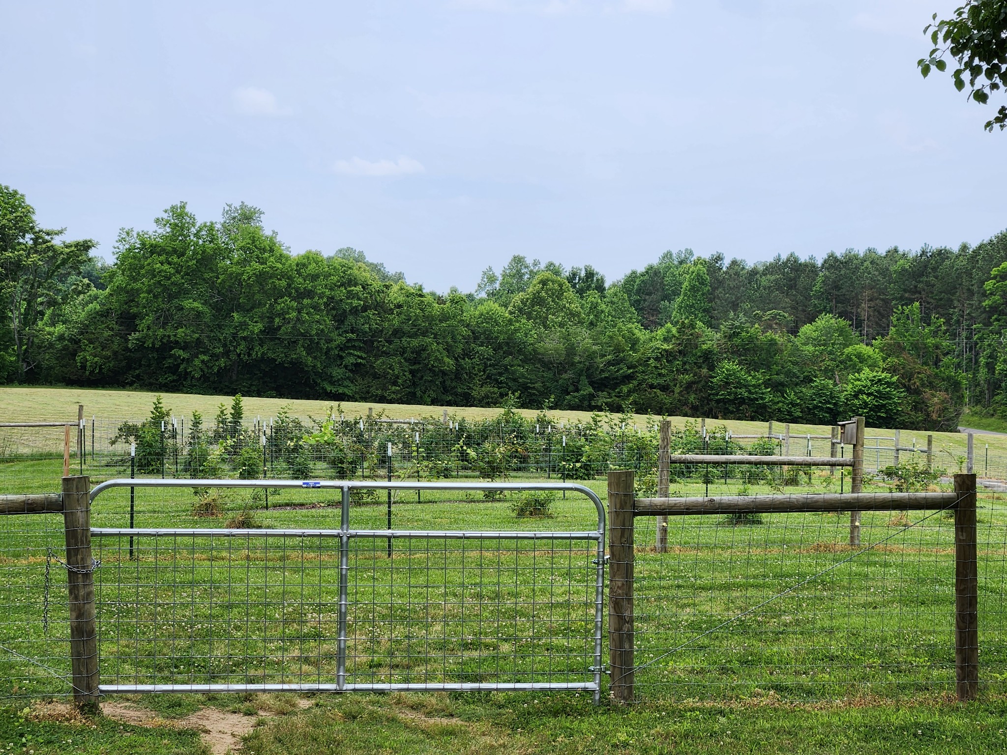 1421 Pea Ridge Road Manchester, TN 37355 - Photo 35 of 62 a view of a park with large trees