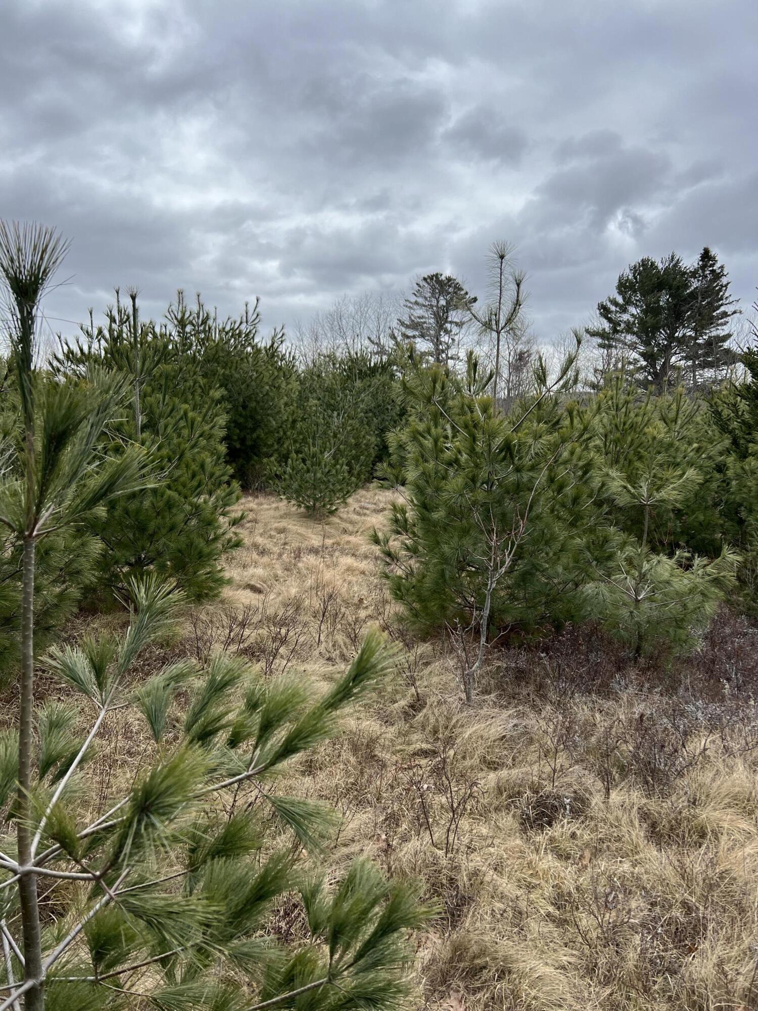 Lot # Snows Cove Road Sedgwick, ME 04676 - Photo 4 of 6 IMG_5564